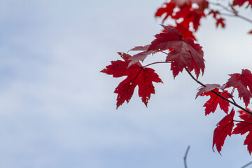 Autumn maple leaves close up background. Acer truncatum, the Shantung maple. 
