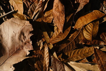 Heaps of dry brown leaves were scattered in the morning sun. Great for design or background materials