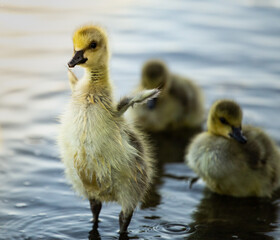 Duckling on River drying it's little wings