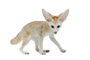 Obraz premium young fennec fox on a white background in studio