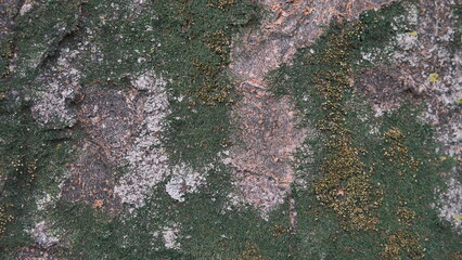 mossy green tree bark texture closeup