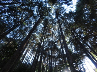 森の中の樹木をしたから撮影。