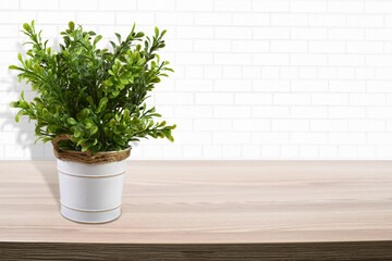 Plant on Wood Table with Copy Space