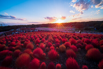 sunset over the field