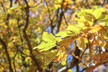 秋 紅葉 黄金色 黄色 葉っぱ 10月 公園