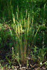 Calamagrostis acutiflora, of the family Poaceae.
