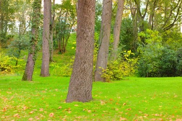 spring in the park, trees, green, grass