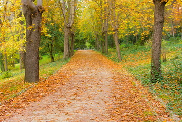 autumn in the forest with orange fallen leaves , pathway, woodland, 