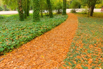 pathway in the forest full of orange leaves, and green plants on the sides, autumn, fall