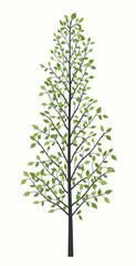 Long tree with green leaves