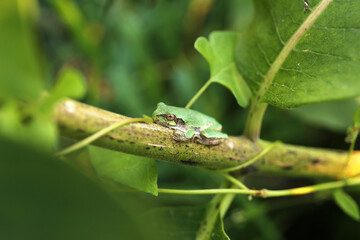Little Green Treefrog Resting on Green Milkweed Plant in Garden