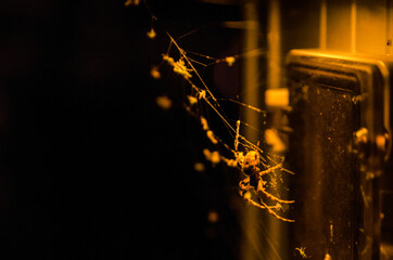 illuminated spider in web at night