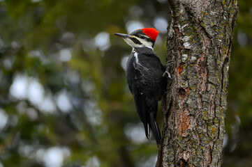 Female Pileated Woodpecker on Tree Trunk Looking Back in Fall