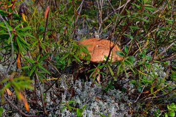Mushroom with an orange hat, bitten by animals and insects, in grass and moss.