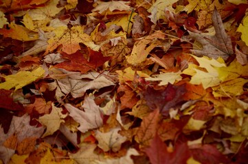 fall foliage