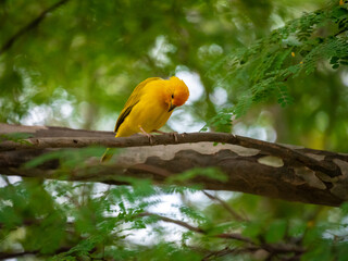 Saffron Finch (Sicalis flaveola) Yellow Bird Stands on a Thick Tree Branch