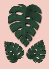 Three Monstera leaf 