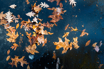 Cool fall leaves background on wet ground.