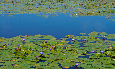 Lake with sacred blue lily flowers (Nymphaea caerulea)