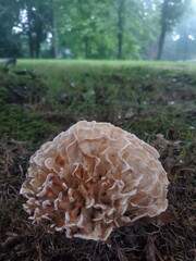 mushrooms in the forest