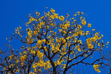 Golden trumpet tree or Yellow ipe tree (Handroanthus chrysotrichus), Tiradentes, Brazil
