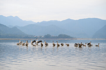 The flock of geese upstream on the lake