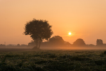 Fototapeta na wymiar Sun rises over a fresh mowed meadow with tree and fog