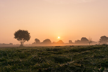 Sun rises over a fresh mowed meadow with tree and fog