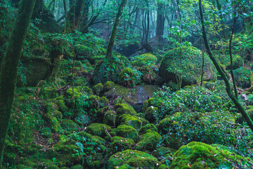 Fototapeta premium trees in the forest