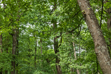 Fototapeta premium beautiful forest landscape with green trees, plants against the blue sky of summer on a nice, clear day