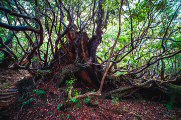 trees in the forest