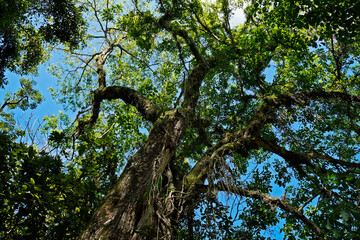 Fototapeta premium Pink trumpet tree (Tabebuia rosea) on tropical rainforest, Rio de Janeiro, Brazil