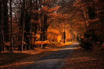 Naklejka na ściany i meble Small road through orange autumn forest in sunlight