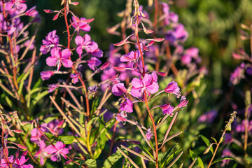 Fototapeta premium beautiful, bright, natural, fresh purple flowers, kiprei with green plants in the summer, on a nice, clear day