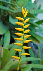 Fototapeta na wymiar Yellow bromeliad inflorescence on garden