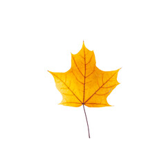 Fototapeta premium cut out fall leaf. yellow maple leaf isolated on a white background. fall minimal concept. autumn design element