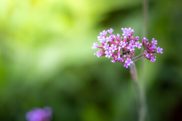 The background image of the colorful flowers