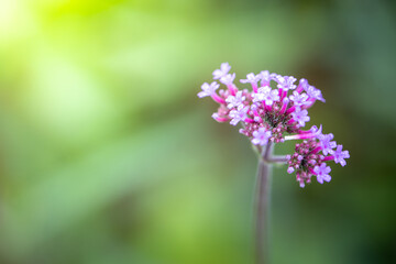 The background image of the colorful flowers