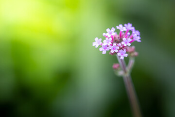 The background image of the colorful flowers