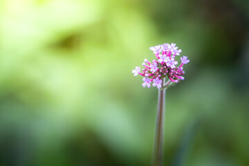 Fototapeta premium The background image of the colorful flowers