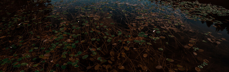 Green leaves on the dark lake in the autumn. Panoramic view.