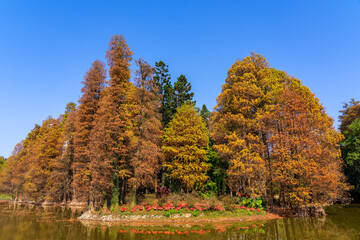 Multi-colored trees and autumn sun shining in the clear blue sky at South China Botanical Garden,China
