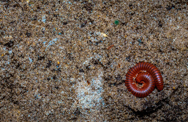 Spiral of a Millipede in the sand