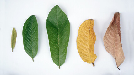 Fototapeta premium Guava leaves with various sizes of growth age