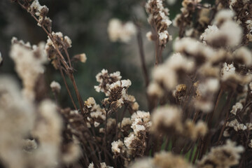 flower blur background.beautiful blooming flora nature field in spring summer garden