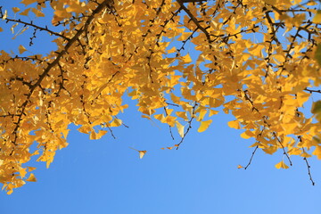 노란 은행나무잎이 보이는 풍경