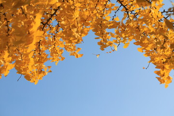 노란 은행나무잎이 보이는 풍경