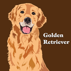 Golden Retriever Dog vexel illustration isolated in brown     background