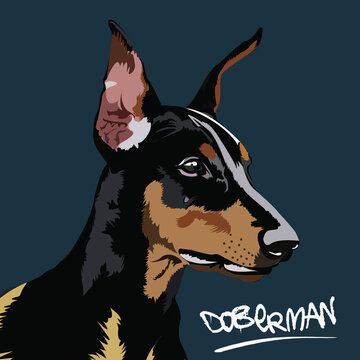 Doberman Dog vexel illustration isolated in dark blue background