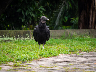 Black Buzzard (Coragyps atratus) Walking in the Park in a Clearly Day